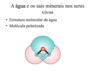 A água e os sais minerais nos seres
vivos
• Estrutura molecular da água
• Molécula polarizada

 