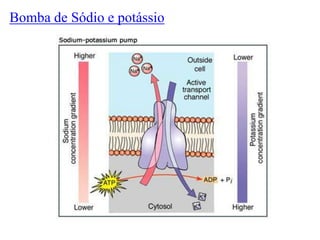 Bomba de Sódio e potássio

 