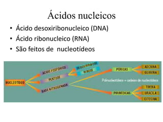 Ácidos nucleicos
• Ácido desoxiribonucleico (DNA)
• Ácido ribonucleico (RNA)
• São feitos de nucleotídeos

 