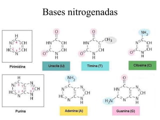 Bases nitrogenadas

 