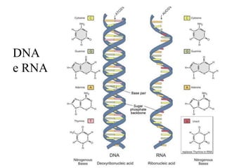 DNA
e RNA

 