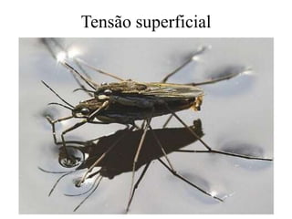 Tensão superficial

 