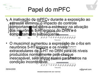 Papel do mPFC A inativação do mPFCv durante a exposição ao estresse eliminou o impacto do controle comportamental sobre o estressor na ativação dos neurônios 5-HTérgicos do DRN e o comportamento subseqüente. O muscimol aumentou a expressão de  c-fos  em neurônios 5-HTérgicos e os níveis extracelulares de 5-HT no DRN para os níveis produzidos normalmente pelo choque inescapável, sem afetar esses parâmetros na condição incontrolável. 
