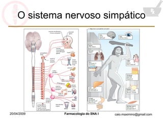 O sistema nervoso simpático 