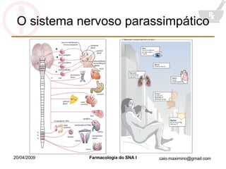 O sistema nervoso parassimpático 