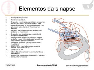 Elementos da sinapse Transporte de vesículas. Membrana excitável. Organelas e enzimas que sintetizam, armazenam e liberação, assim como a recaptação ativa. Enzimas presentes no espaço extracelular e na glia para o catabolismo do transmissor em excesso. Receptor pós-sináptico inicia a resposta pós-sináptica ao transmissor. Organelas pós-sinápticas que respondem à ativação dos receptores. Interação entre expressão gênica no nrn pós-sináptico e suas influências nas organelas que respondem à ação do transmissor. Processos “plásticos” (up-regulation, down-regulation). EPSP/IPSP e integração espaço-temporal desses, produzindo um PA. Condução do PA. Liberação do transmissor no terminal sináptico axo-axônico. Ativação de autoceptores, modulando a liberação de neurotransmissores. 