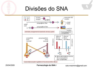 Divisões do SNA 