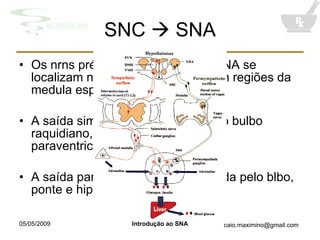 SNC    SNA Os nrns pré-ganglionares para o SNA se localizam no tronco encefálico e em regiões da medula espinhal. A saída simpática é controlada pelo bulbo raquidiano, ponte e hipotálamo (n. paraventricular, n. ventromedial). A saída parassimpática  é controlada pelo blbo, ponte e hipotálamo lateral 