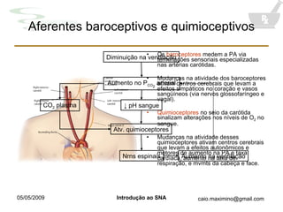 Aferentes baroceptivos e quimioceptivos Os  baroceptores  medem a PA via terminações sensoriais especializadas nas artérias carótidas. Mudanças na atividade dos baroceptores ativam centros cerebrais que levam a efeitos simpáticos no coração e vasos sangüíneos (via nervos glossofaríngeo e vagal). Quimioceptores  no seio da carótida sinalizam alterações nos níveis de O 2  no sangue. Mudanças na atividade desses quimioceptores ativam centros cerebrais que levam a efeitos autonômicos e motores de aumento na PA e taxa cardíaca, aumento na taxa de respiração, e mvmts da cabeça e face. Diminuição na ventilação Aumento no P CO 2  arterial ↓  pH sangue Atv. quimioceptores CO 2  plasma Nrns espinais Aumento na ventilação 