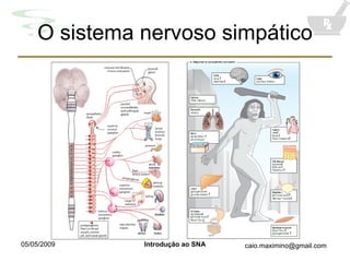 O sistema nervoso simpático 