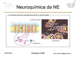 Neuroquímica da NE 