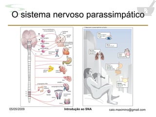 O sistema nervoso parassimpático 