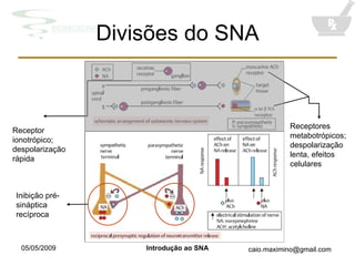 Divisões do SNA Receptor ionotrópico; despolarização rápida Receptores metabotrópicos; despolarização lenta, efeitos celulares Inibição pré-sináptica recíproca 