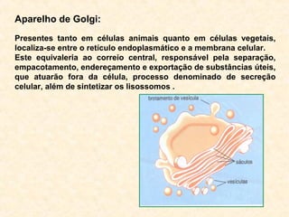 Aparelho de Golgi:
Presentes tanto em células animais quanto em células vegetais,
localiza-se entre o retículo endoplasmático e a membrana celular.
Este equivaleria ao correio central, responsável pela separação,
empacotamento, endereçamento e exportação de substâncias úteis,
que atuarão fora da célula, processo denominado de secreção
celular, além de sintetizar os lisossomos .
 