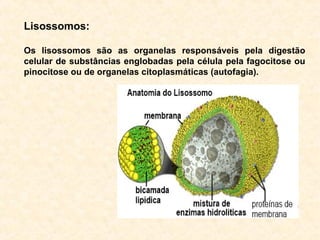 Lisossomos:
Os lisossomos são as organelas responsáveis pela digestão
celular de substâncias englobadas pela célula pela fagocitose ou
pinocitose ou de organelas citoplasmáticas (autofagia).
 