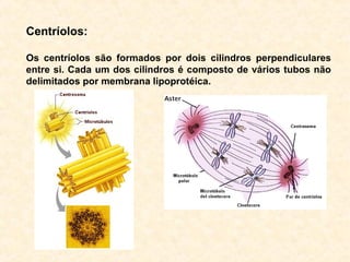 Centríolos:
Os centríolos são formados por dois cilindros perpendiculares
entre si. Cada um dos cilindros é composto de vários tubos não
delimitados por membrana lipoprotéica.
 