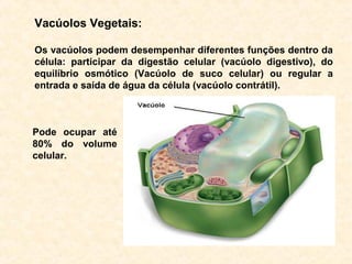Vacúolos Vegetais:
Os vacúolos podem desempenhar diferentes funções dentro da
célula: participar da digestão celular (vacúolo digestivo), do
equilíbrio osmótico (Vacúolo de suco celular) ou regular a
entrada e saída de água da célula (vacúolo contrátil).
Pode ocupar até
80% do volume
celular.
 