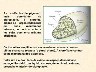 Os tilacóides empilham-se em moedas e cada uma dessas
pilhas chama-se granum (o plural grana). A clorofila encontra-
se na membrana dos tilacóides.
Entre um e outro tilacóide existe um espaço denominado
espaço tilacoidal. Um líquido viscoso, denominado estroma,
preenche o interior do cloroplasto.
As moléculas de pigmento
mais abundante no
cloroplasto, a clorofila,
dispõe-se organizadamente
em suas membranas
internas, de modo a captar a
luz solar com uma máxima
eficiência.
 