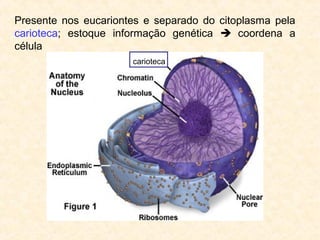 Presente nos eucariontes e separado do citoplasma pela
carioteca; estoque informação genética  coordena a
célula
carioteca
 