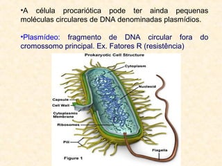 •A célula procariótica pode ter ainda pequenas
moléculas circulares de DNA denominadas plasmídios.
•Plasmídeo: fragmento de DNA circular fora do
cromossomo principal. Ex. Fatores R (resistência)
 