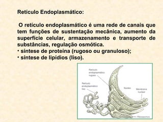Retículo Endoplasmático:
O retículo endoplasmático é uma rede de canais que
tem funções de sustentação mecânica, aumento da
superfície celular, armazenamento e transporte de
substâncias, regulação osmótica.
• síntese de proteína (rugoso ou granuloso);
• síntese de lipídios (liso).
 