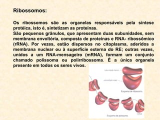 Ribossomos:
Os ribossomos são as organelas responsáveis pela síntese
protéica, isto é, sintetizam as proteínas.
São pequenos grânulos, que apresentam duas subunidades, sem
membrana envoltória, composta de proteínas e RNA- ribossômico
(rRNA). Por vezes, estão dispersos no citoplasma, aderidos a
membrana nuclear ou à superfície externa do RE; outras vezes,
unidos a um RNA-mensageiro (mRNA), formam um conjunto
chamado polissoma ou polirribossoma. É a única organela
presente em todos os seres vivos.
 