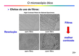 O microscópio ótico
29>
¾ Efeitos do uso de filtros:
sem filtro com filtro
sem filtro com filtro
Filtros
melhor
contraste
Resolução
 