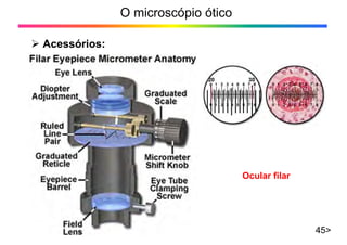 O microscópio ótico
¾ Acessórios:
45>
Ocular filar
 