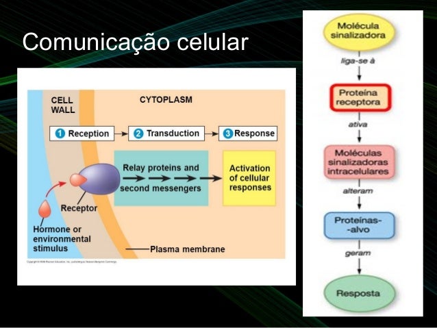 Aula 3 comunicação celular