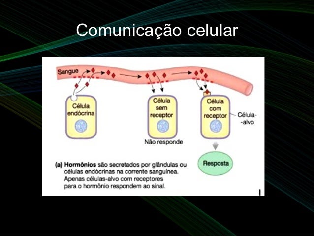Aula 3 comunicação celular