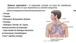 Sistema respiratório - A respiração consiste na troca de substâncias
gasosas entre o ar que respiramos e a corrente sanguínea.
• Faringe
• Traqueia
• Brônquios; Bronquíolos; Alvéolos
• Pulmões.
• Diafragma formato de cúpula,
músculo primário da inspiração.
• Cada metade do diafragma denomina-
se hemicúpula; hemidiafragma.
(“hemi” significa metade).
PROF. FERNANDA LIMA
 