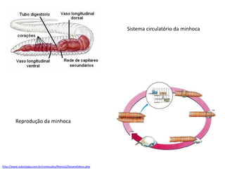Sistema circulatório da minhoca
http://www.sobiologia.com.br/conteudos/Reinos2/bioanelideos.php
Reprodução da minhoca
 