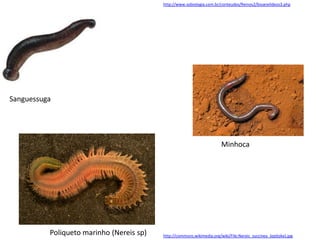 Sanguessuga
Minhoca
Poliqueto marinho (Nereis sp) http://commons.wikimedia.org/wiki/File:Nereis_succinea_(epitoke).jpg
http://www.sobiologia.com.br/conteudos/Reinos2/bioanelideos3.php
 