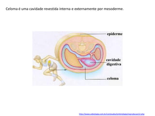 Celoma é uma cavidade revestida interna e externamente por mesoderme.
http://www.sobiologia.com.br/conteudos/embriologia/reproducao12.php
 