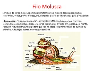 Filo Molusca
Animais de corpo mole. São animais bem familiares à maioria das pessoas: lesmas,
caramujos, ostras, polvo, marisco, etc. Principais classes de importância para o vestibular:
- Gastrópodes ("estômago nos pés“): apresentam UMA concha protetora (exceto a
lesma). Presença de alguns órgãos. O corpo costuma ser dividido em cabeça, pé e manto.
Possuem rádula (estrutura raspadora que fica na boca). Respiram através de pulmão ou
brânquia. Circulação aberta. Reprodução sexuada.
 