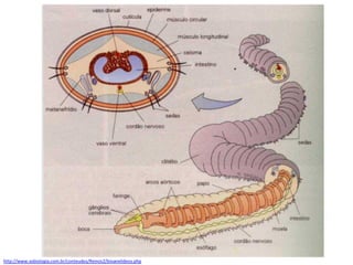 http://www.sobiologia.com.br/conteudos/Reinos2/bioanelideos.php
 