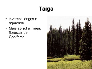 Taiga
• invernos longos e
rigorosos.
• Mais ao sul a Taiga,
florestas de
Coníferas.
 