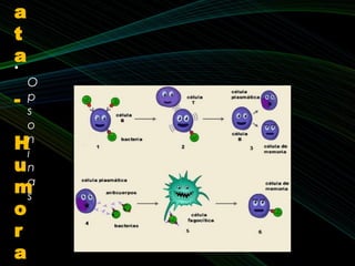 •
O
p
s
o
n
i
n
a
s
a
t
a
-
H
u
m
o
r
a
 