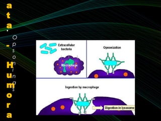 •
O
p
s
o
n
i
n
a
s
a
t
a
-
H
u
m
o
r
a
 