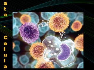 a
t
a
-
C
e
l
u
l
a
 