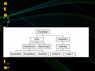 a
t
a
-
C
e
l
u
l
a
• C
é
l
u
l
a
s
N
K
,
 
n
e
 