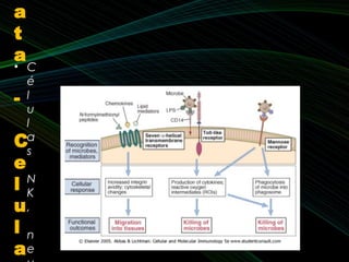 a
t
a
-
C
e
l
u
l
a
• C
é
l
u
l
a
s
N
K
,
 
n
e
 