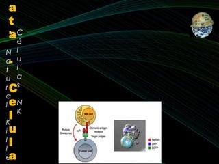 • C
é
l
u
l
a
s
N
K
•
N
a
t
u
r
a
l
K
i
l
l
e
a
t
a
-
C
e
l
u
l
a
 