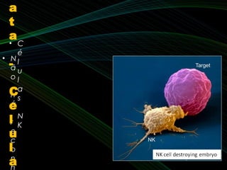 • C
é
l
u
l
a
s
N
K
• N
ã
o
h
á
r
e
c
o
n
h
a
t
a
-
C
e
l
u
l
a
 