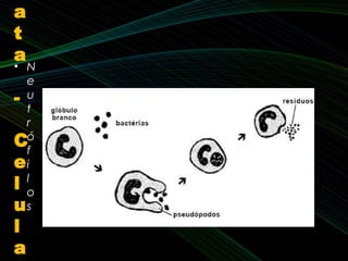 a
t
a
-
C
e
l
u
l
a
• N
e
u
t
r
ó
f
i
l
o
s
 