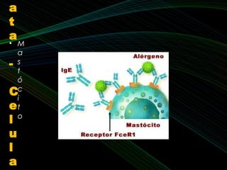 • M
a
s
t
ó
c
i
t
o
a
t
a
-
C
e
l
u
l
a
 