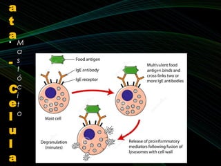 • M
a
s
t
ó
c
i
t
o
a
t
a
-
C
e
l
u
l
a
 