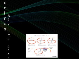 o
c
i
n
a
s

S
ã
o
u
m
a
g
r
a
n
 