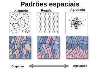 Padrões espaciais
Aleatório Regular Agrupado
Disperso Agrupado
 
