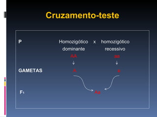Cruzamento-teste P  Homozigótico  x  homozigótico  dominante  recessivo AA  aa GAMETAS  A  a F 1  Aa 